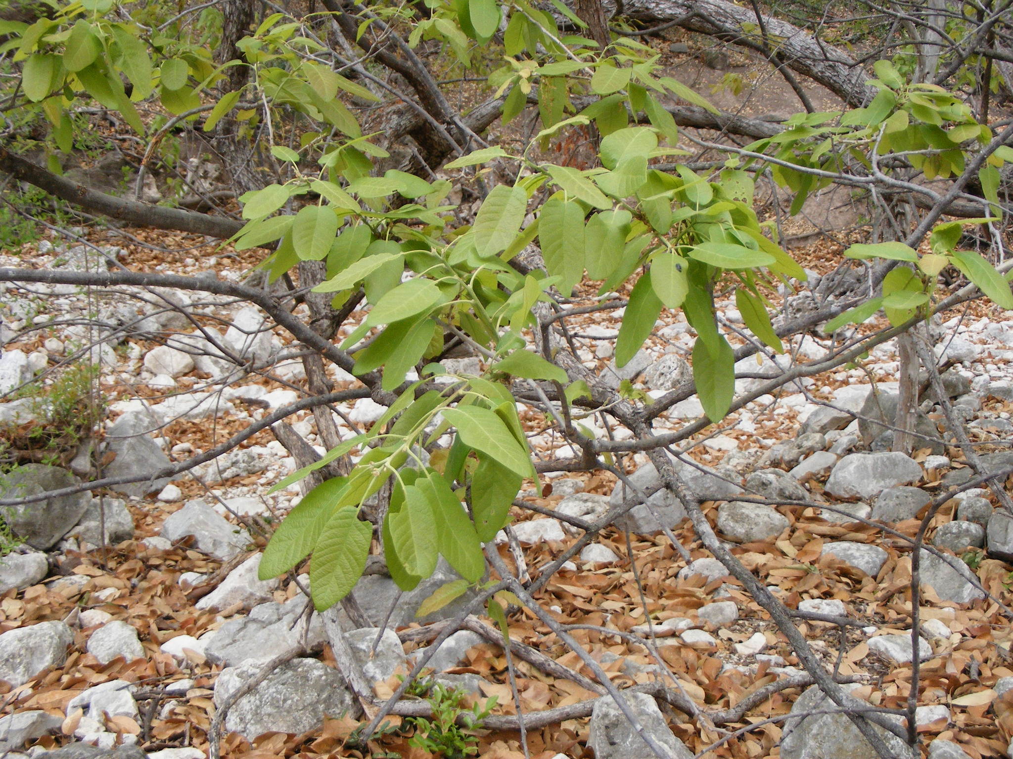 Quercus polymorpha